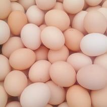 大量出售鸡蛋