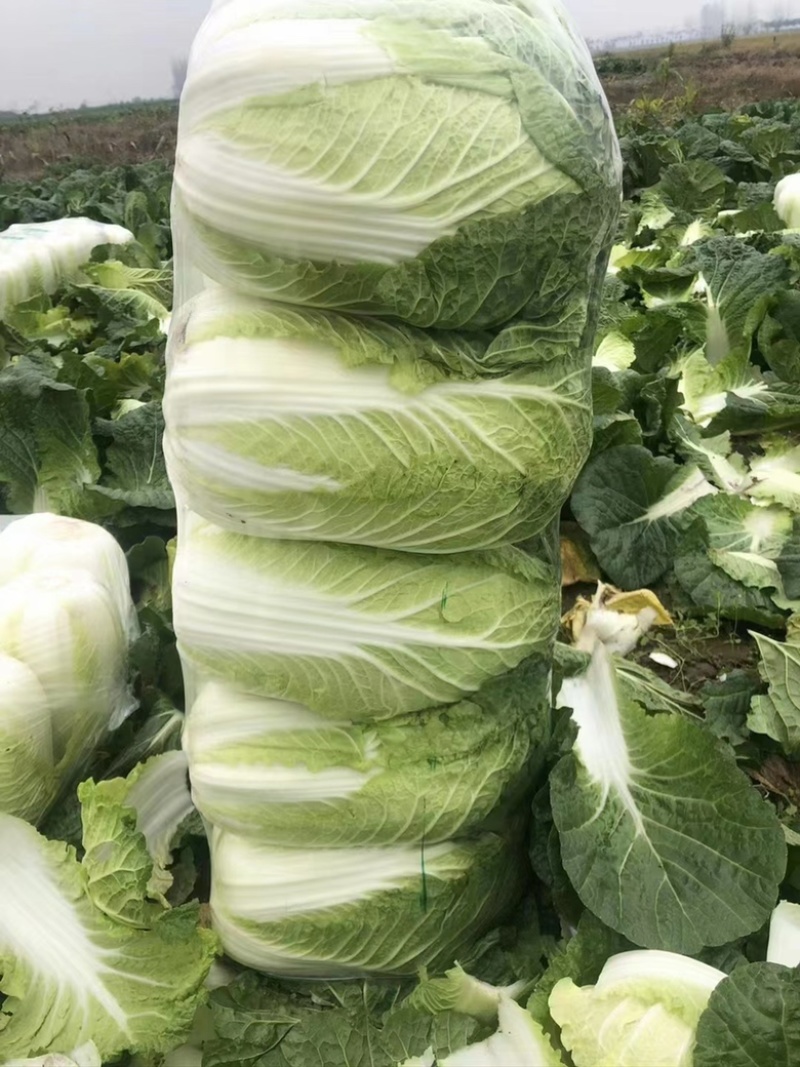 精品湖北玲珑黄大白菜大量有货，物美价廉，欢迎采购