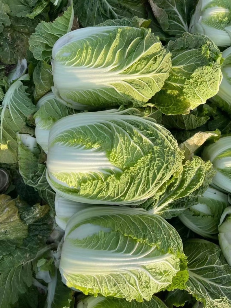 精品湖北玲珑黄大白菜大量有货，物美价廉，欢迎采购