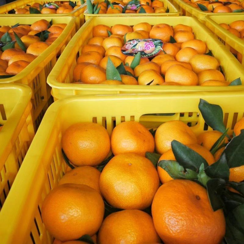 【精品小叶桔】湖北柑桔蜜橘一手货源可视频看货