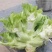 新鲜儿菜量大！价格优秀