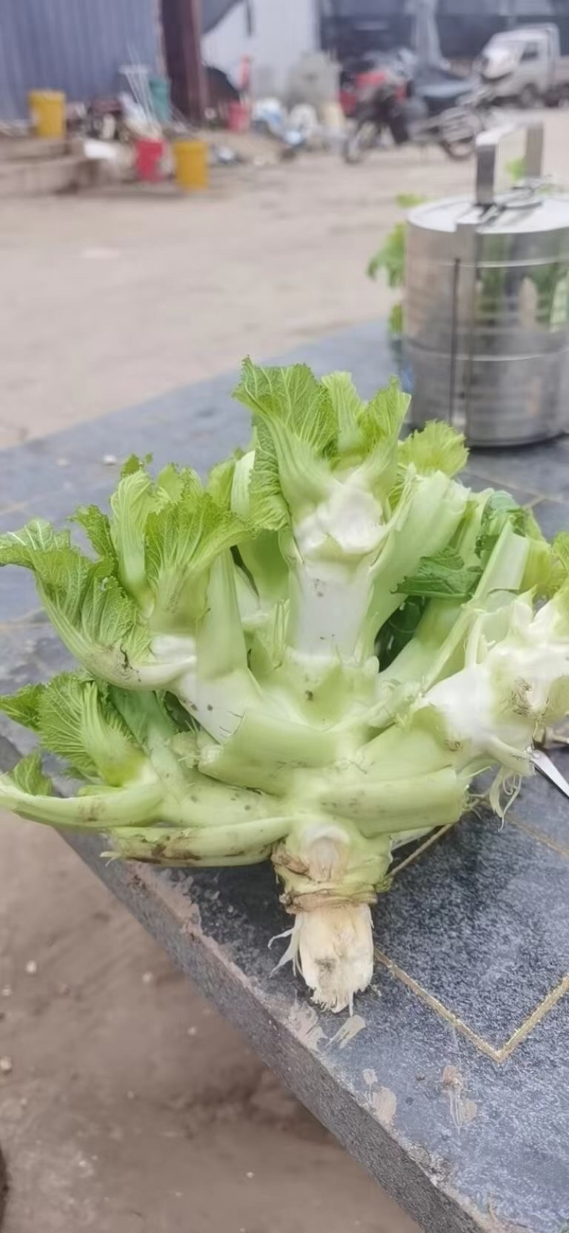 新鲜儿菜量大！价格优秀