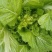 新鲜儿菜量大！价格优秀