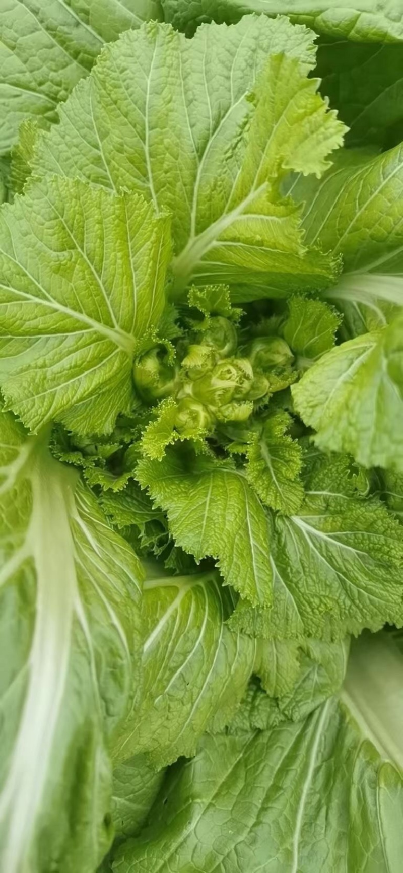 新鲜儿菜量大！价格优秀