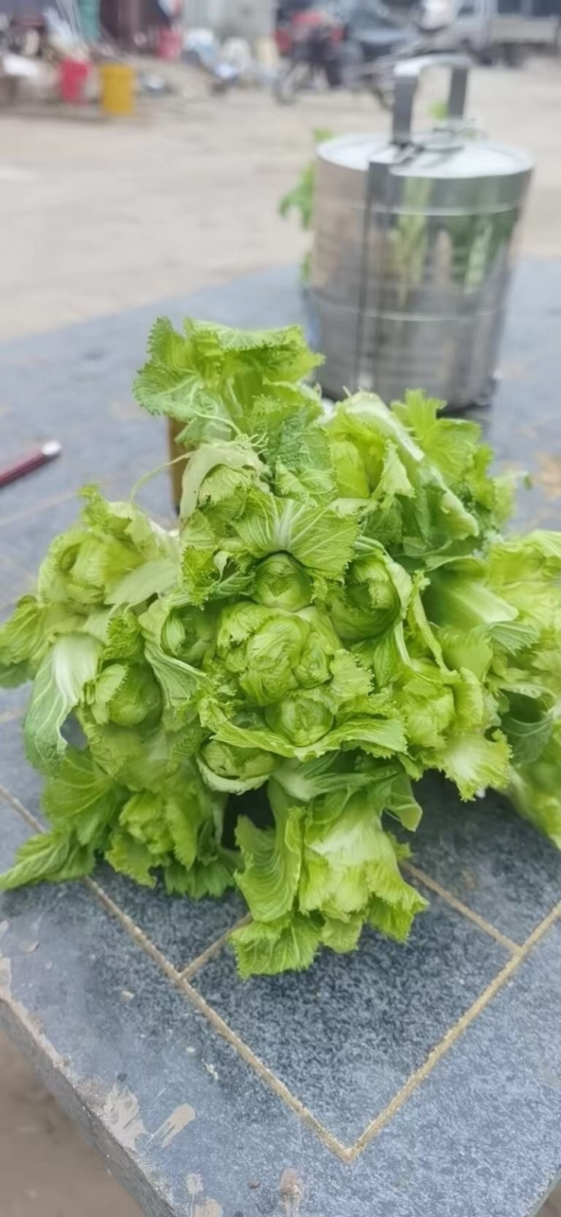 新鲜儿菜量大！价格优秀