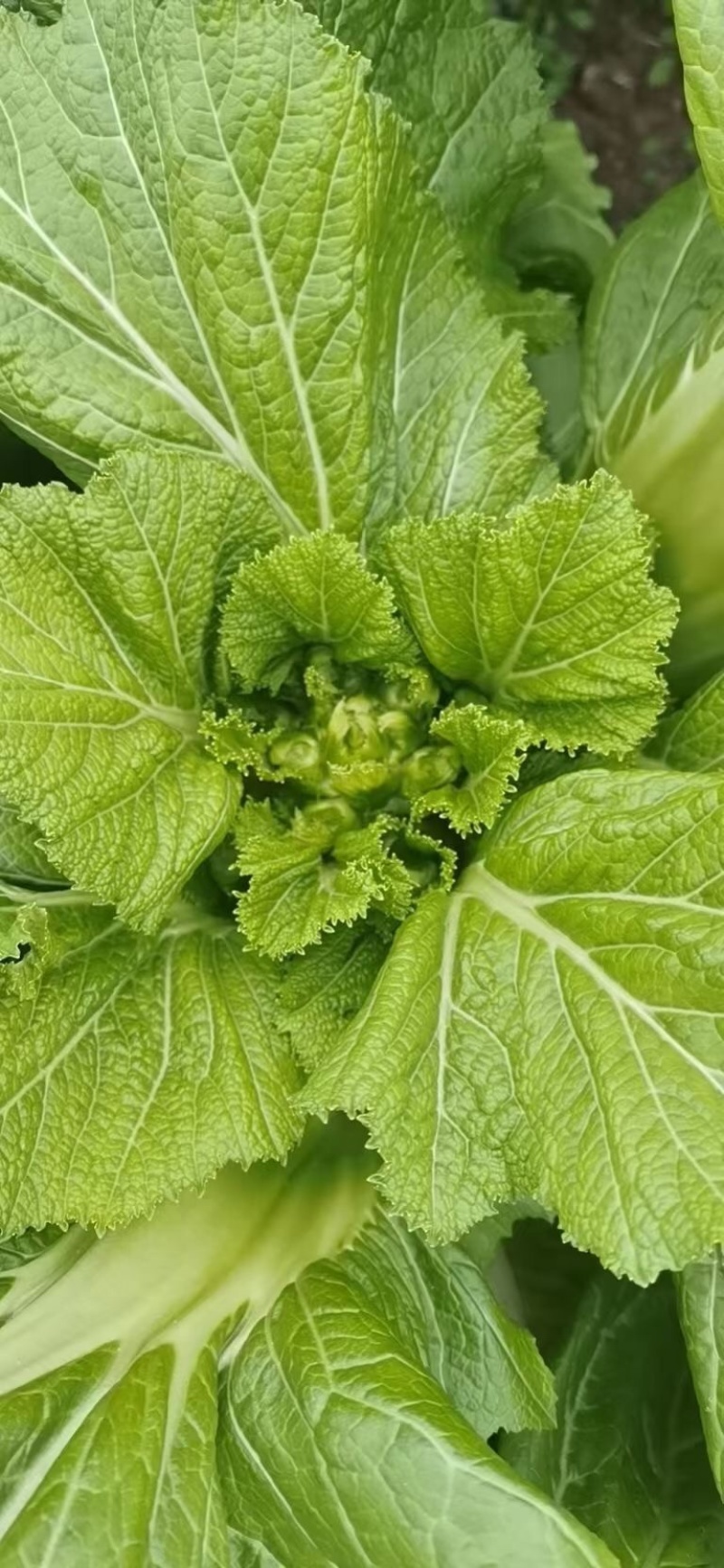 新鲜儿菜量大！价格优秀