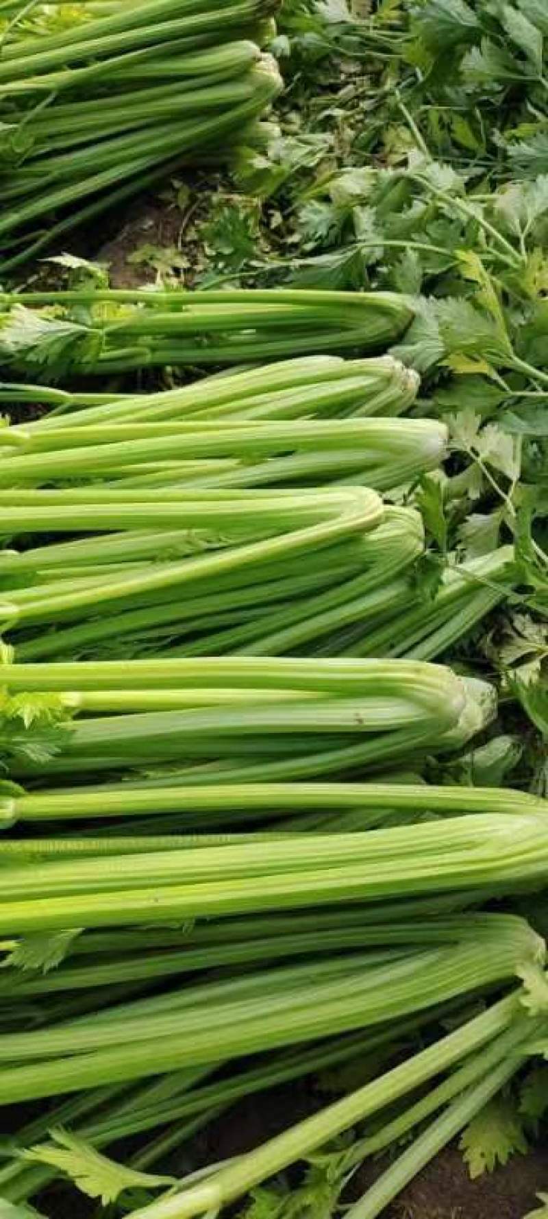 芹菜60cm以上本地大棚种植
