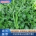 【特价】茼蒿菜品质佳颜色好新鲜保障【商超品质】