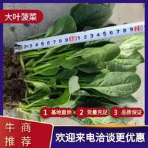 【推荐】山东潍坊大叶菠菜大量供应货源充足产地直供全国