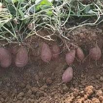 广西万亩红紫薯专业代办一条龙服务价格来电详谈