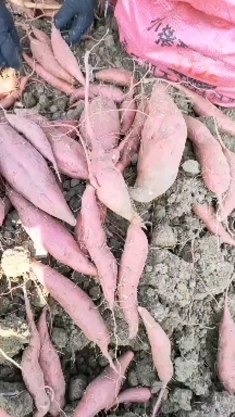 大量西瓜红上市