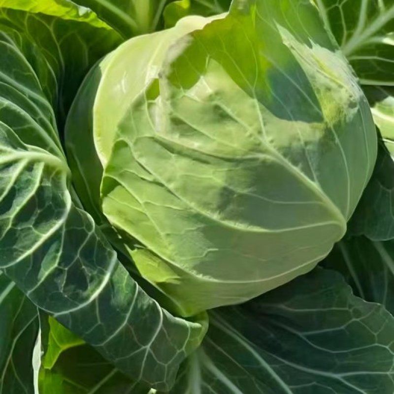 中甘甘蓝大量有货