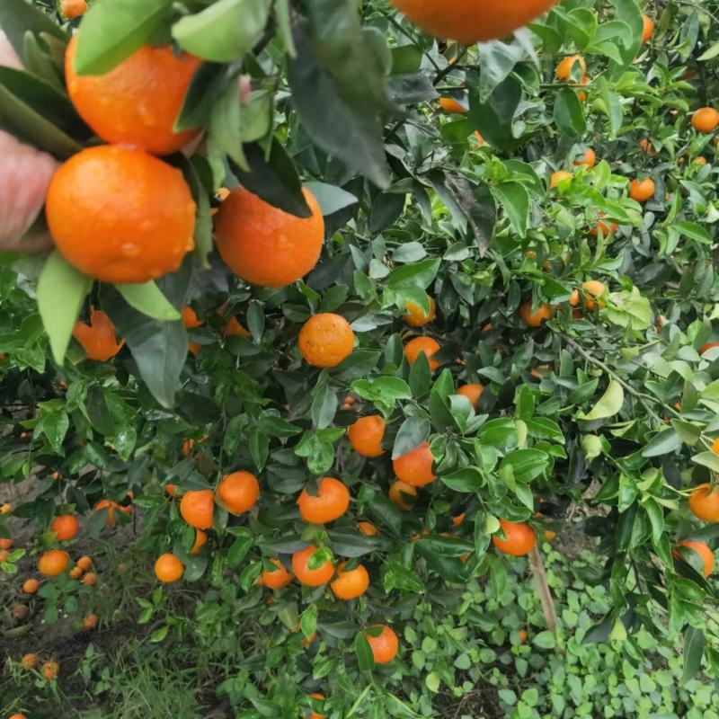 红美人，