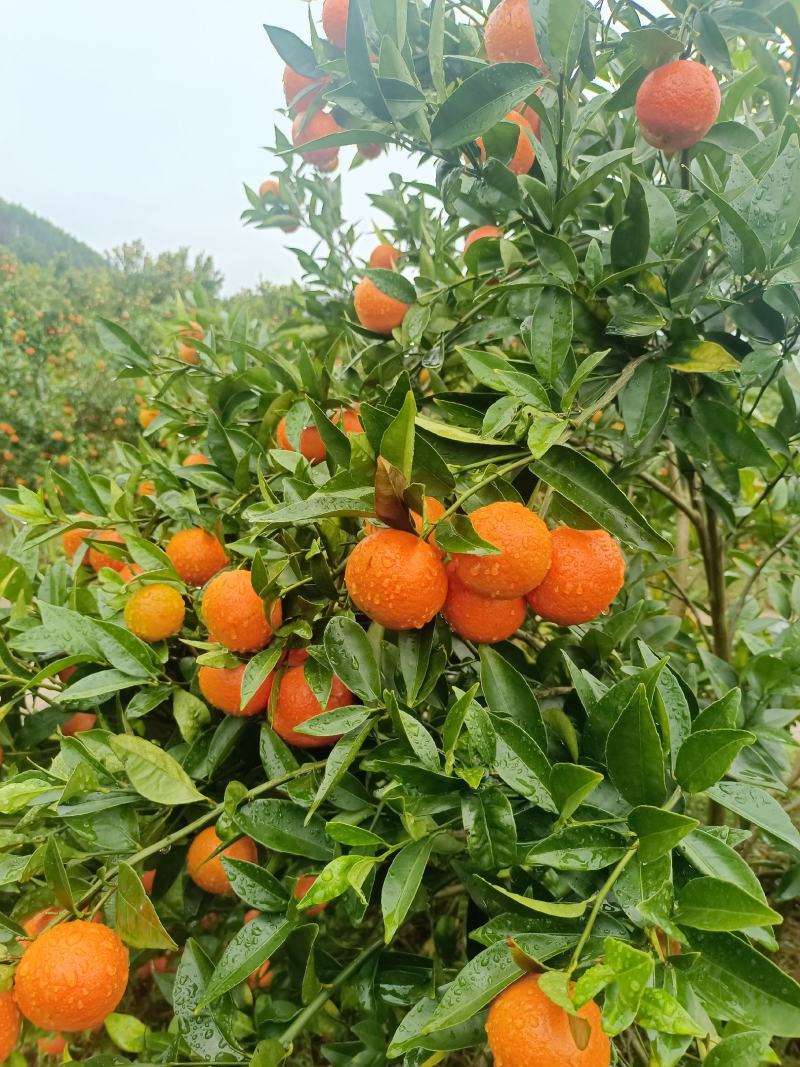红美人，