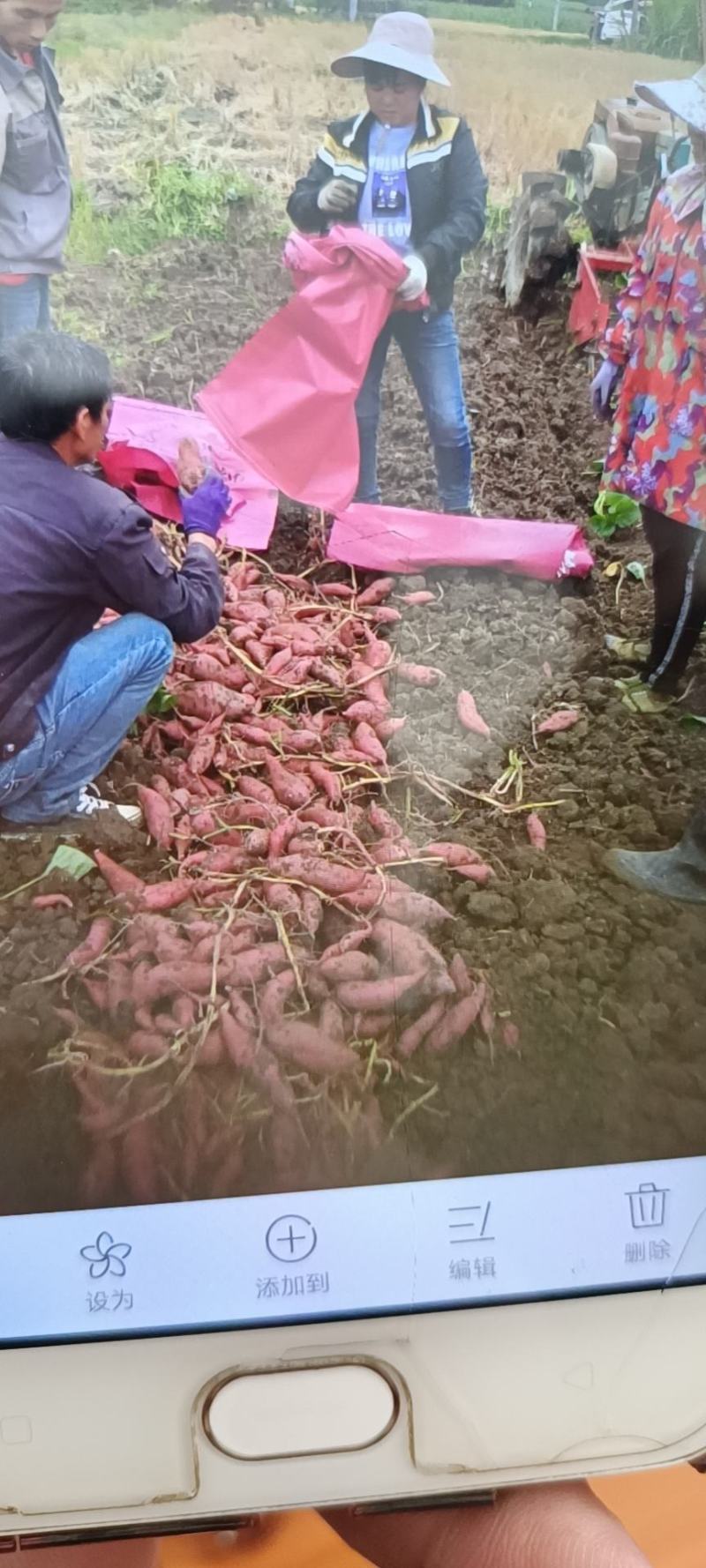 广西优质红薯，西瓜红红薯品质好口感甜，价钱美丽