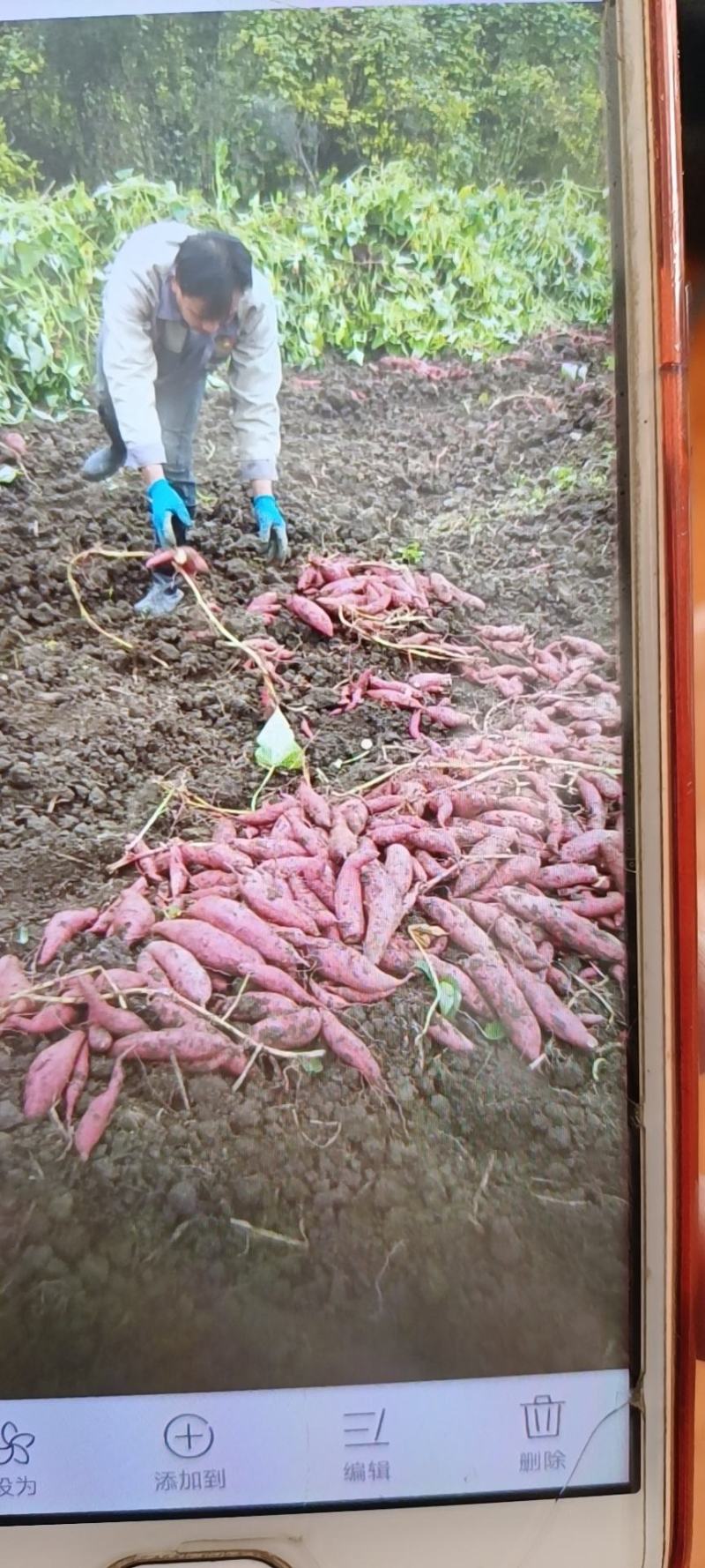 广西优质红薯，西瓜红红薯品质好口感甜，价钱美丽