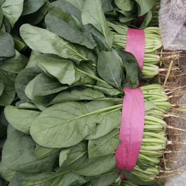 精品菠菜大量有货