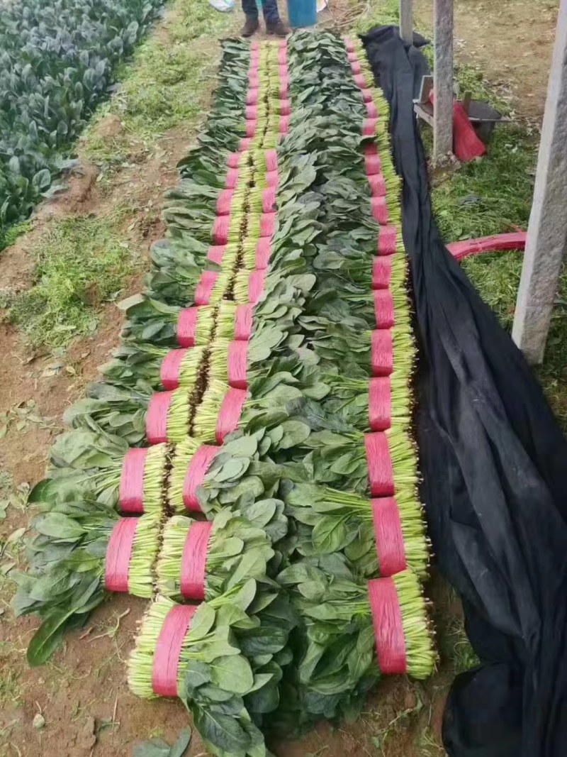 精品菠菜大量有货
