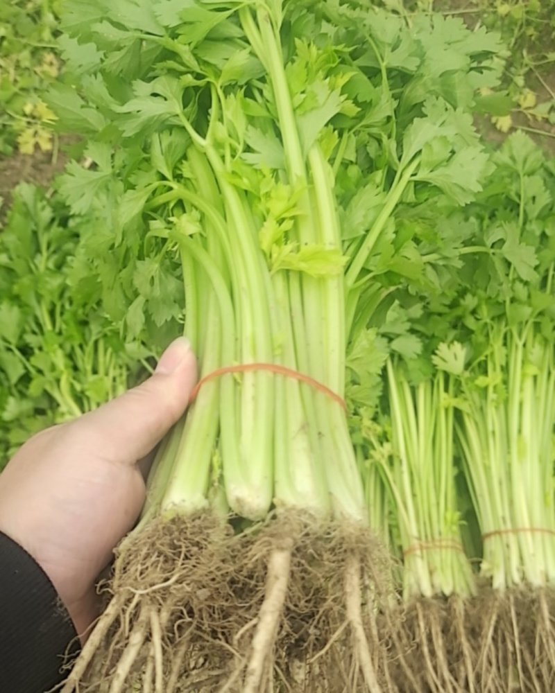 大棚芹菜营养健康品质保证量大从优诚信经营