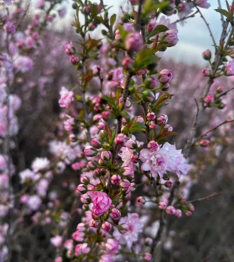 麦李干枝珍珠李水培插花红花白花麦李树苗枝条产地批发