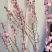 麦李干枝珍珠李水培插花红花白花麦李树苗枝条产地批发