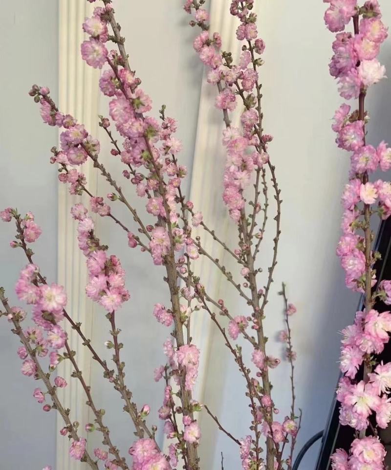 麦李干枝珍珠李水培插花红花白花麦李树苗枝条产地批发