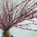 麦李干枝珍珠李水培插花红花白花麦李树苗枝条产地批发