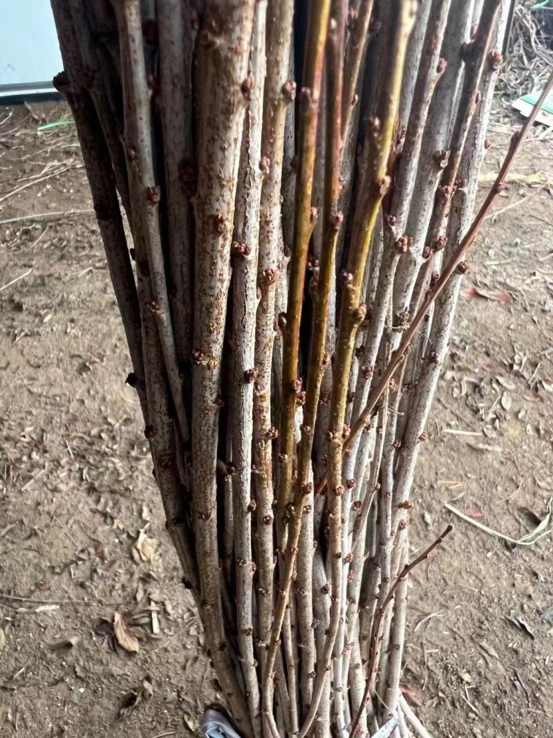 麦李干枝珍珠李水培插花红花白花麦李树苗枝条产地批发