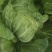 大白菜7斤以上毛菜