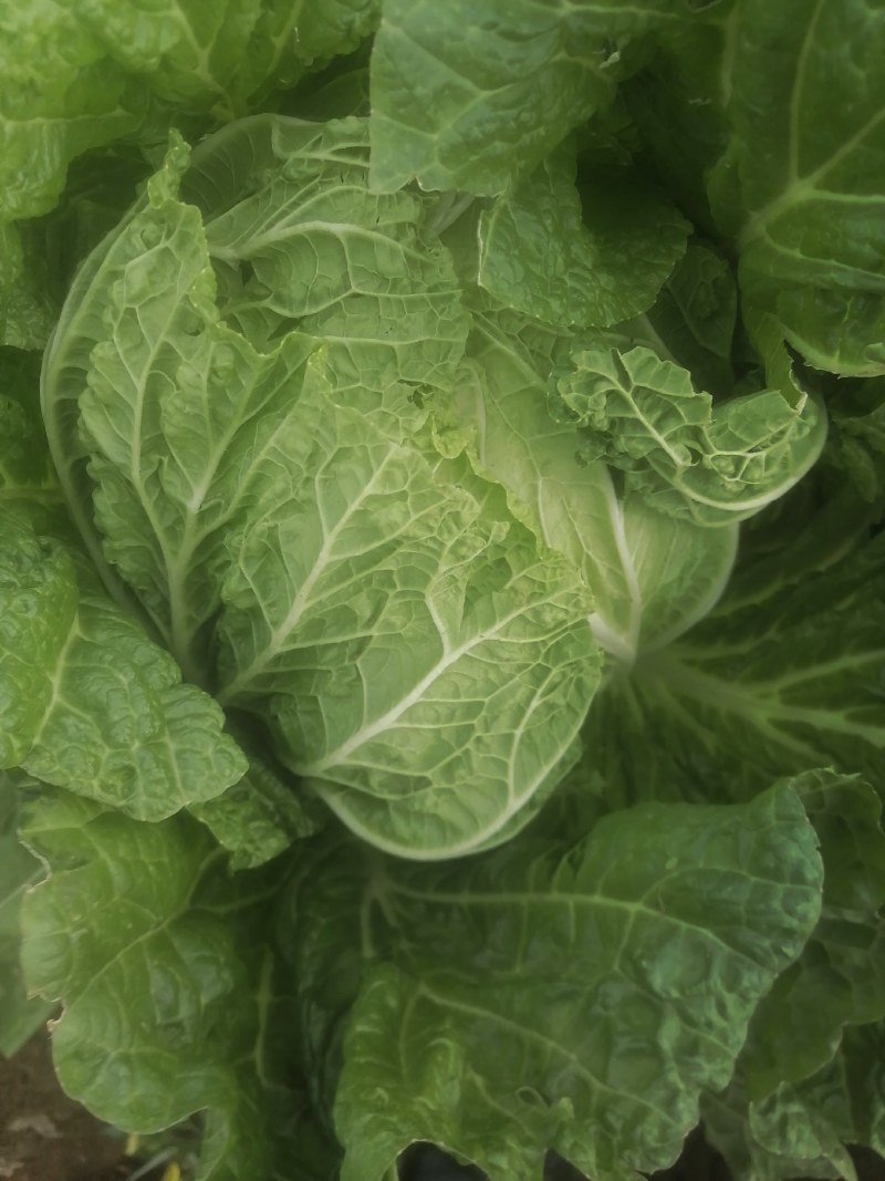 大白菜7斤以上毛菜