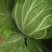 大白菜7斤以上毛菜