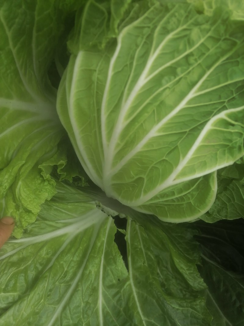 大白菜7斤以上毛菜
