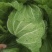 大白菜7斤以上毛菜