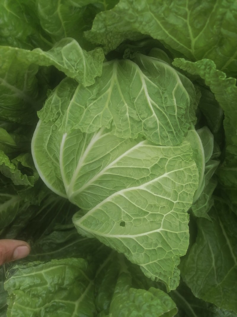 大白菜7斤以上毛菜