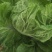 大白菜7斤以上毛菜