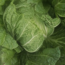 大白菜7斤以上毛菜
