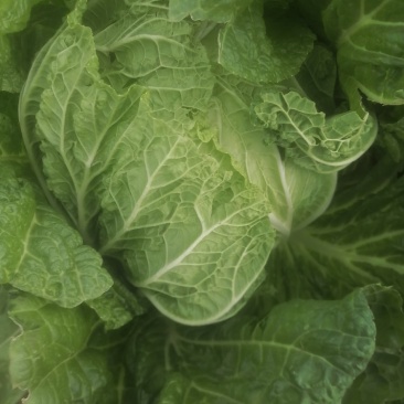 大白菜7斤以上毛菜