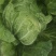 大白菜7斤以上毛菜