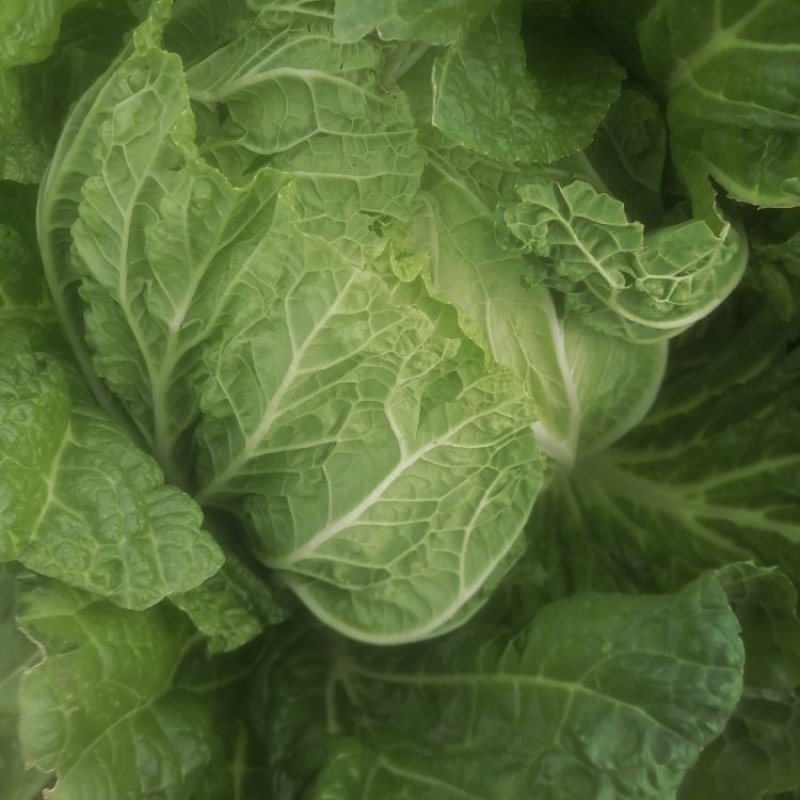 大白菜7斤以上毛菜