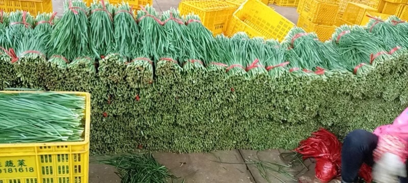 湛江徐闻县沙土大叶韭菜，量大质优，常年供应全国发货。