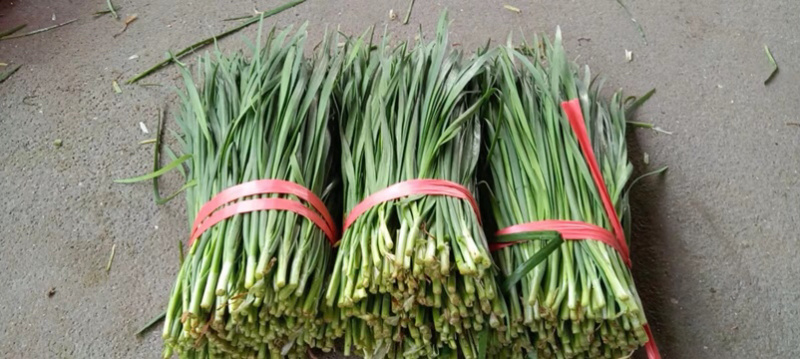 湛江徐闻县沙土大叶韭菜，量大质优，常年供应全国发货。