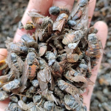 虻虫，中药材，量大从优，一手货源，欢迎采购下单