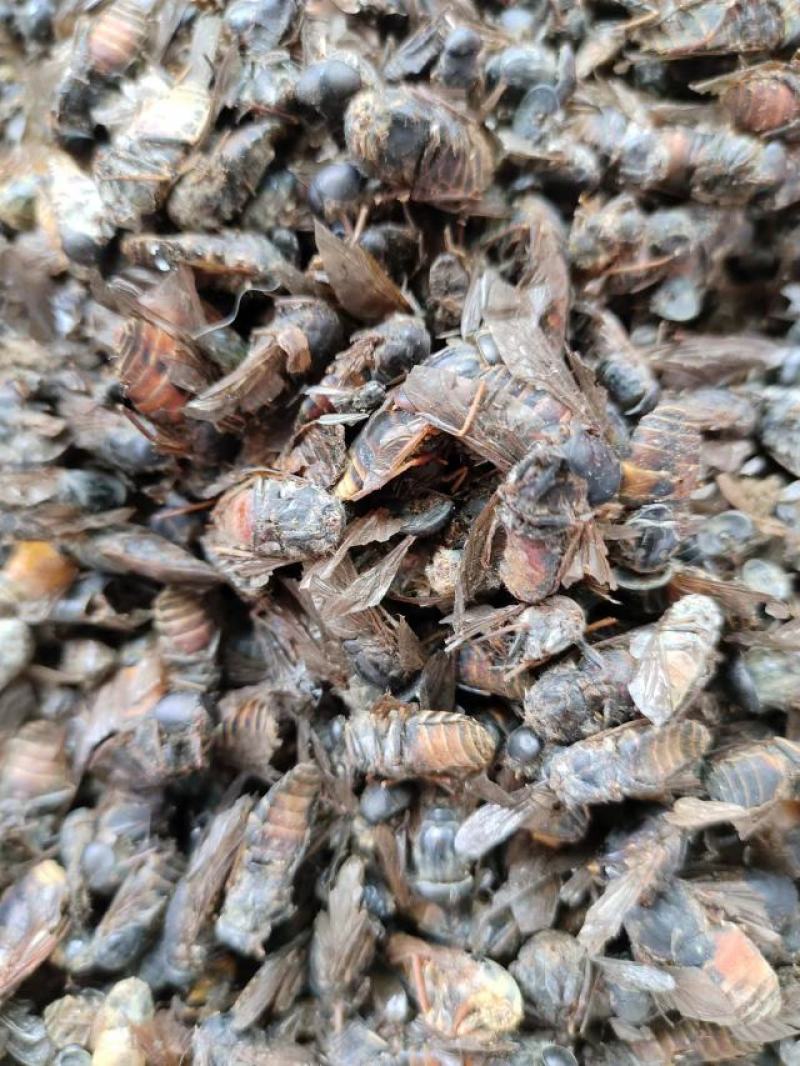 虻虫，中药材，量大从优，一手货源，欢迎采购下单