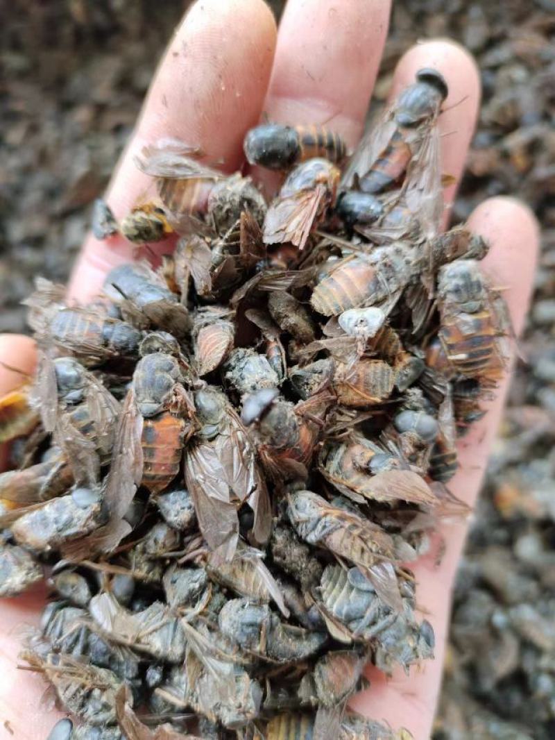 虻虫，中药材，量大从优，一手货源，欢迎采购下单