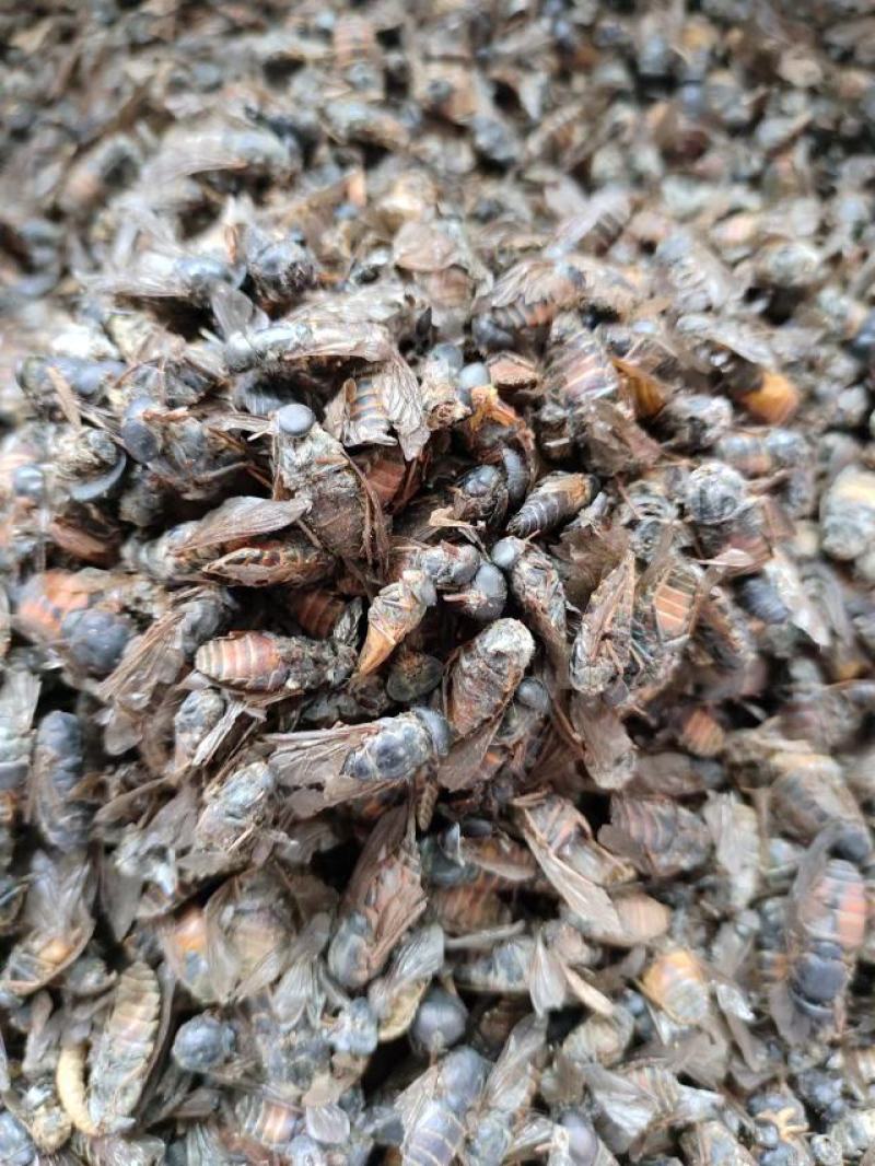 虻虫，中药材，量大从优，一手货源，欢迎采购下单