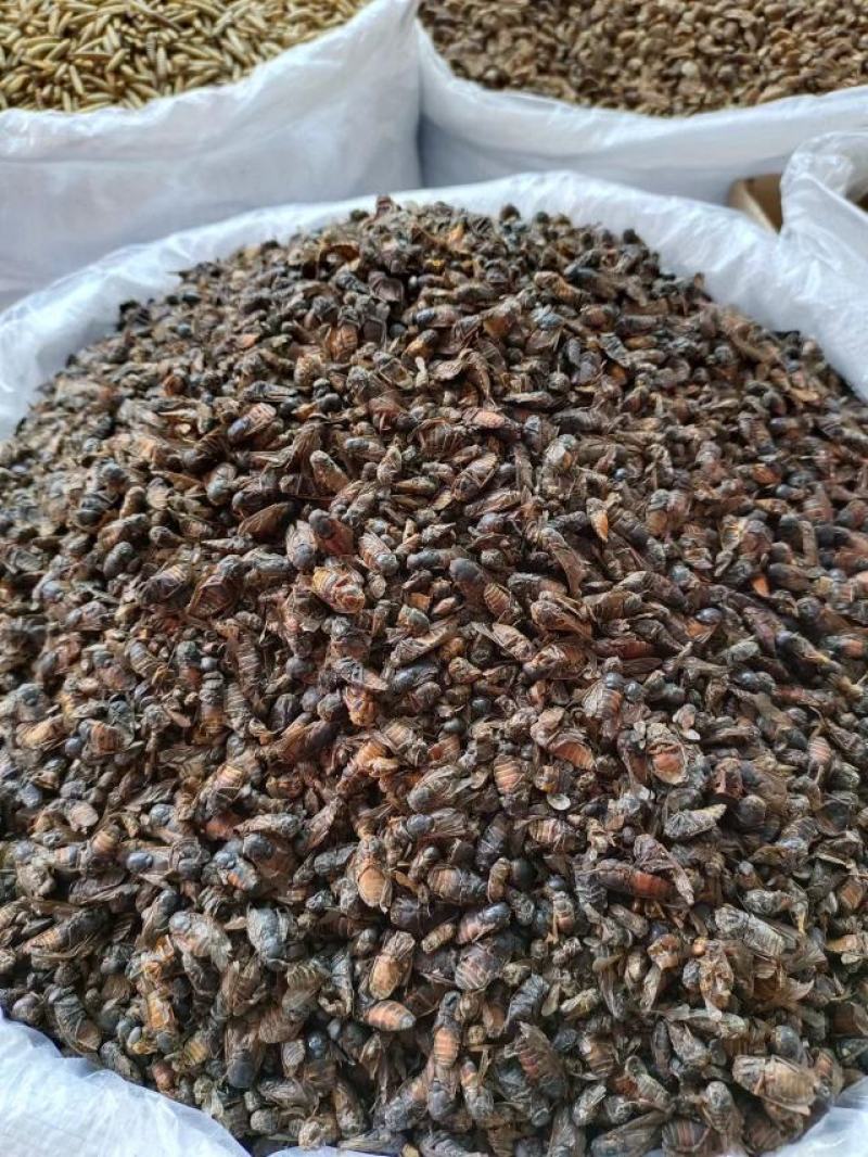 虻虫，中药材，量大从优，一手货源，欢迎采购下单