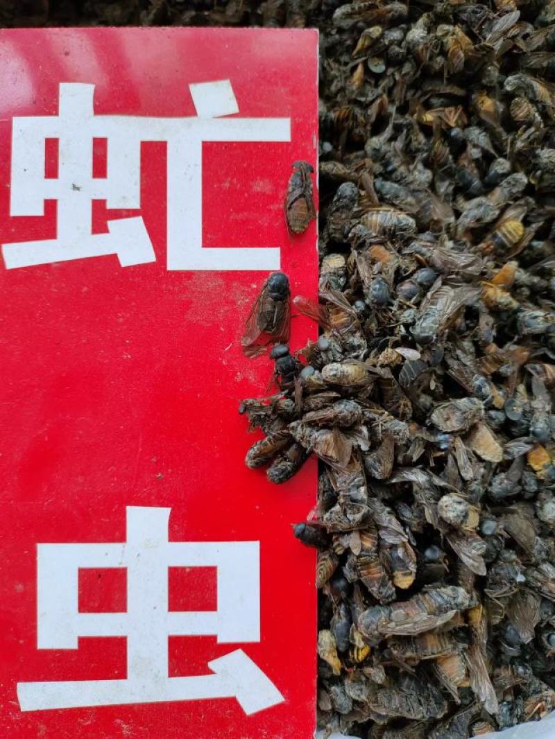 虻虫，中药材，量大从优，一手货源，欢迎采购下单