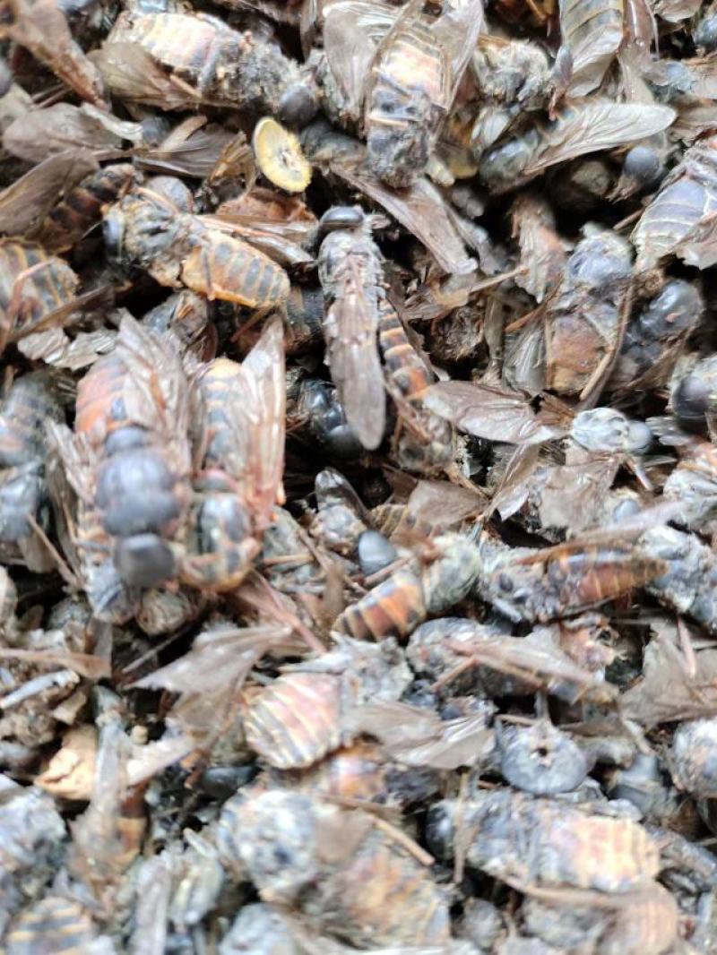 虻虫，中药材，量大从优，一手货源，欢迎采购下单
