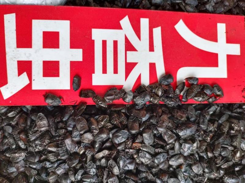 九香虫，中药材九香虫，量大从优，欢迎采购下单