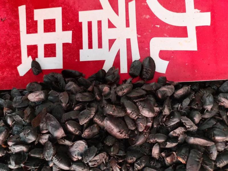 九香虫，中药材九香虫，量大从优，欢迎采购下单